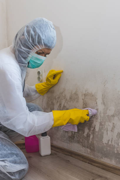 Best Black Mold Removal  in Greenville, KY