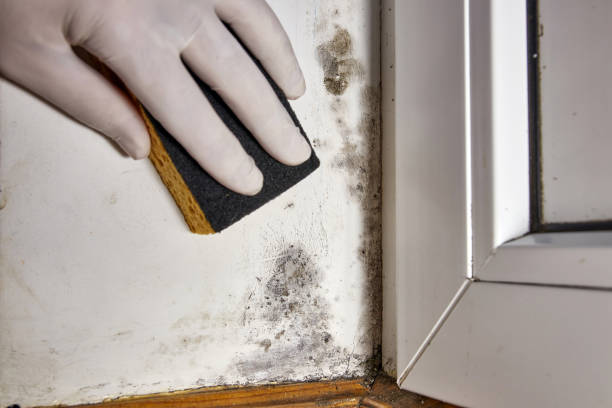 Greenville, KY Mold Removal Company